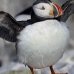 puffin_atlantic_msi_v_1096_can0713.jpg
